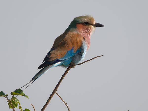 Lilac-breasted roller (Coracias caudatus)